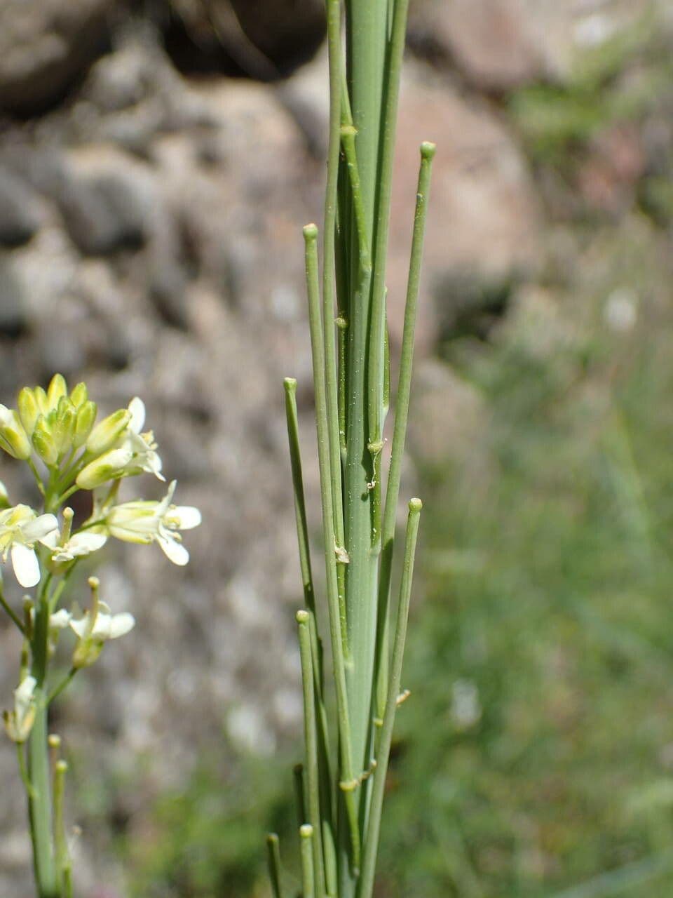 Arabetta liscia 5