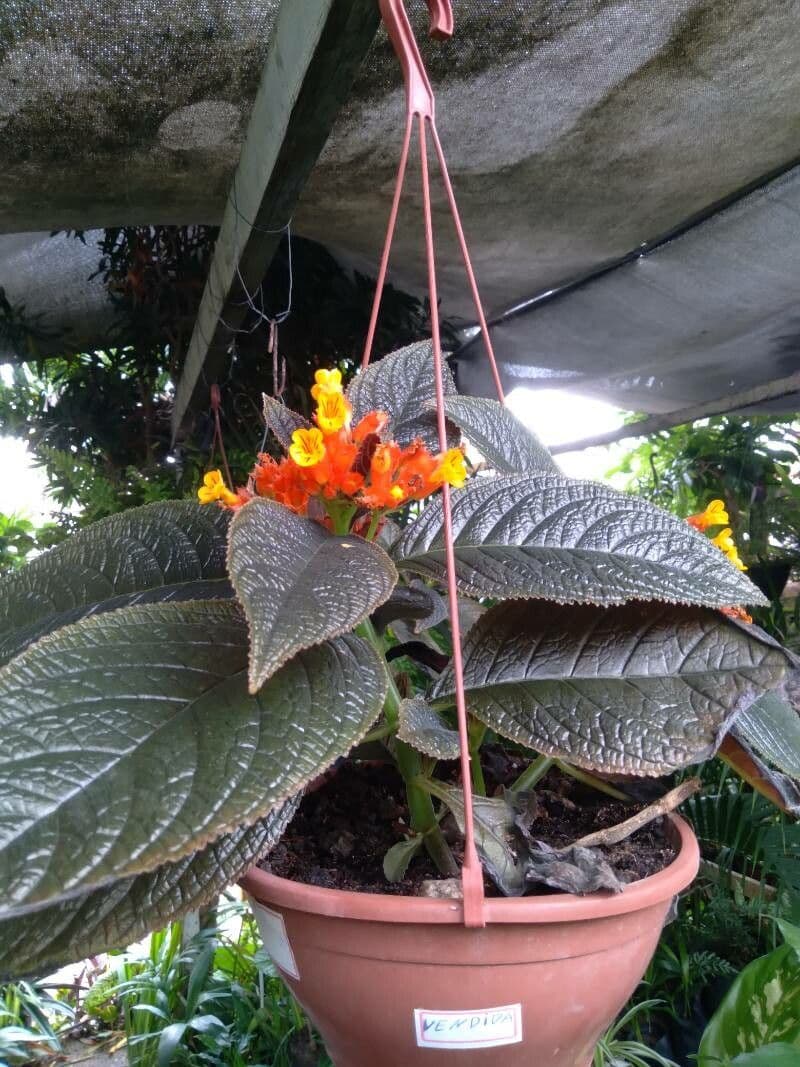 Chrysothemis pulchella 15
