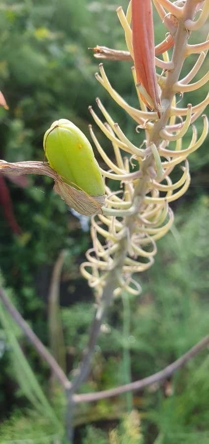 Aloe 3