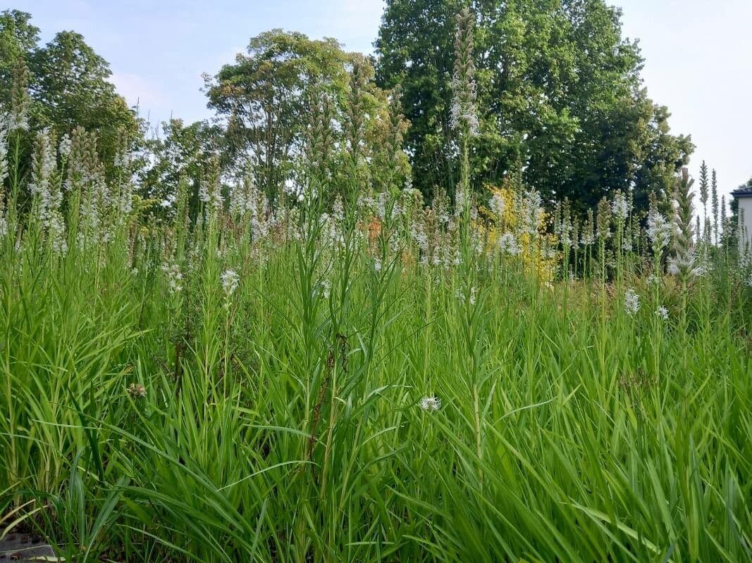 Liatris espigada 11