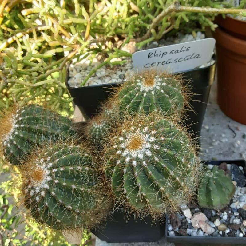Parodia 3