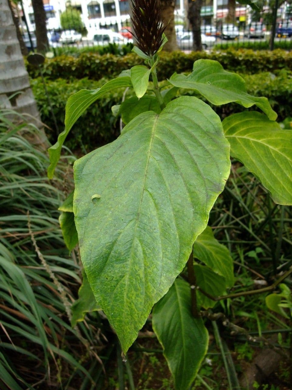Giustizia dorata 12