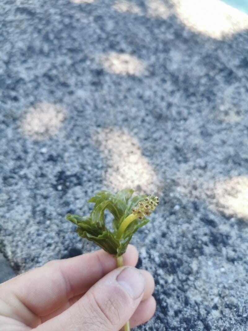 Brasca perfoliata 4