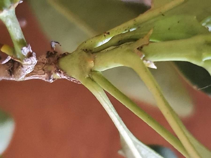 Coptosperma graveolens 24