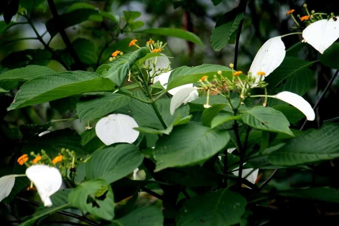Mussaenda
