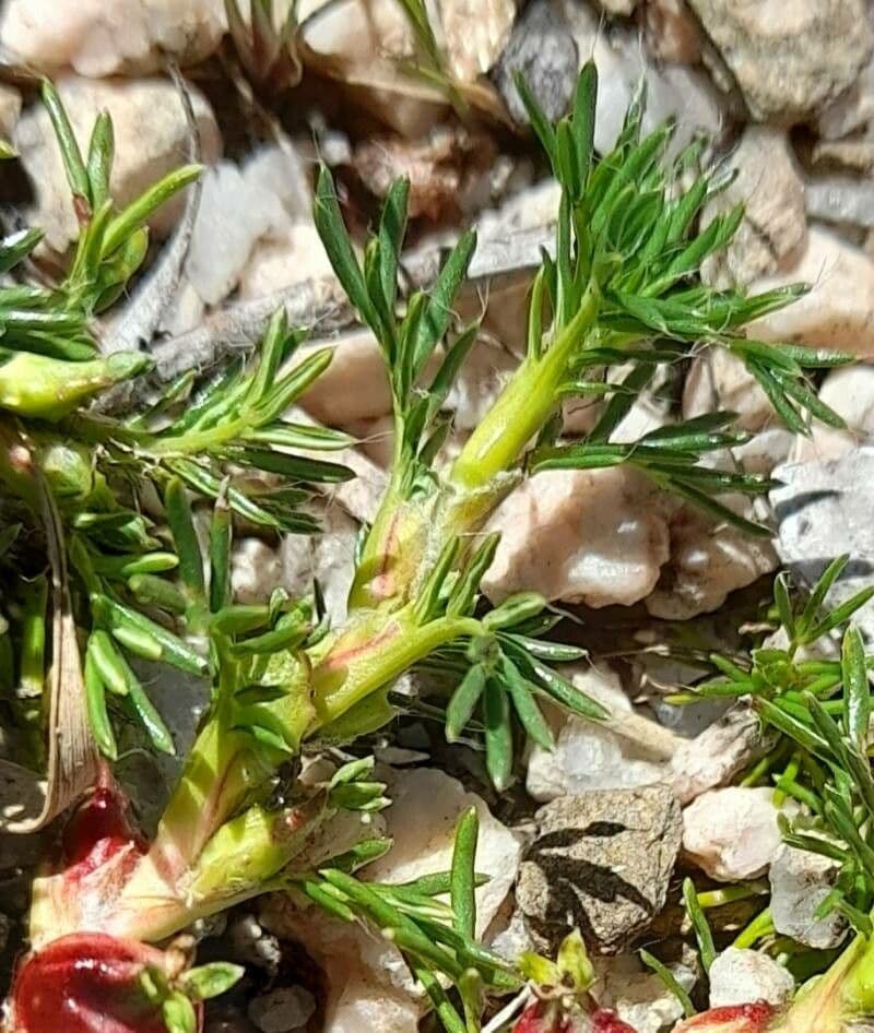 Margyrícarpus 8