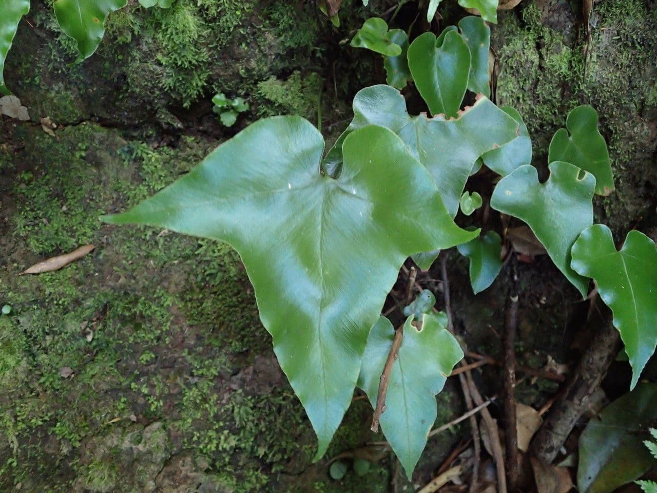 Asplenium hemionitis 14