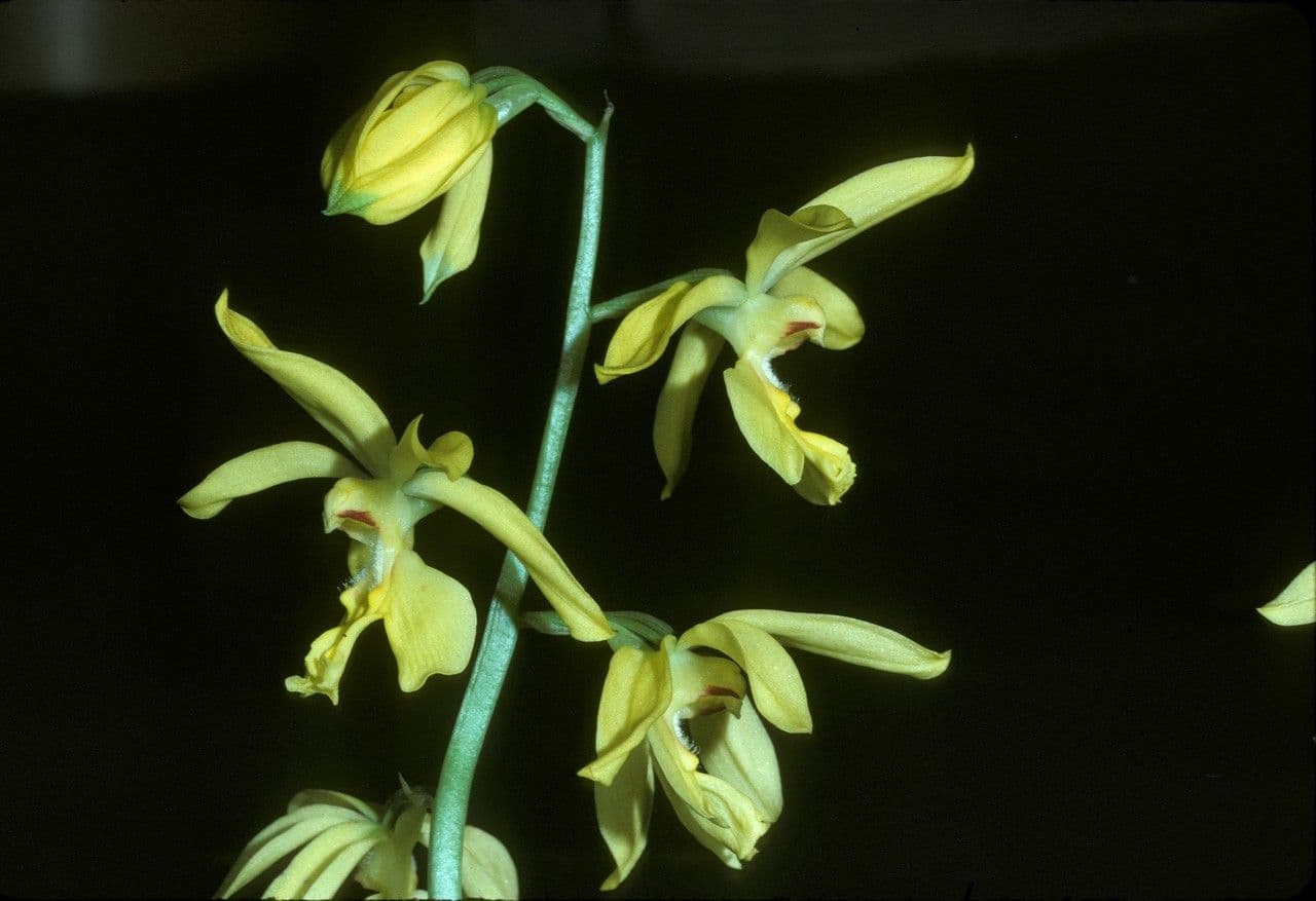 Calanthe d'Autunno
