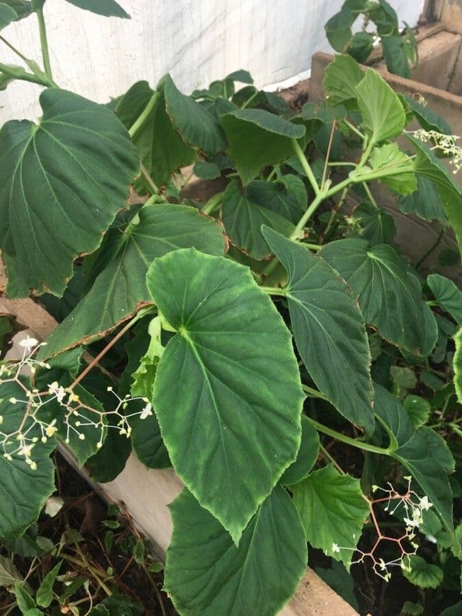 Begonia 2