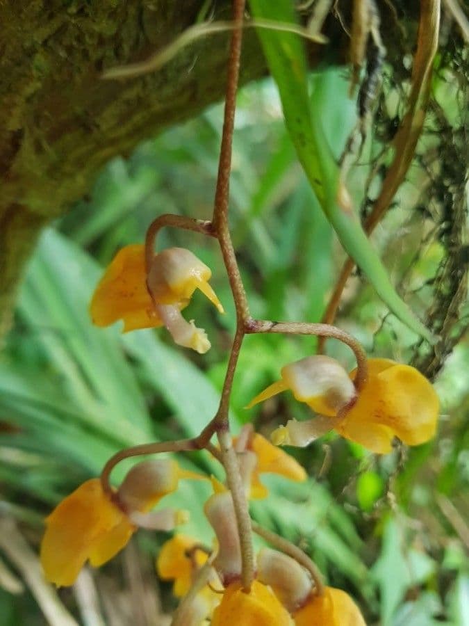 Gongora 5