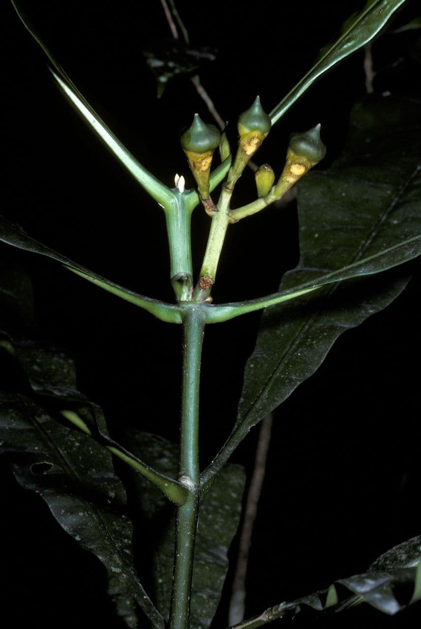 Potalia