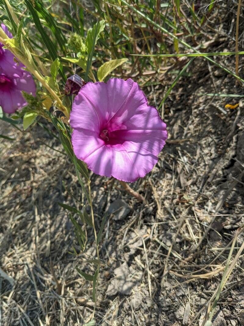 Ipomoea arbustiva 4