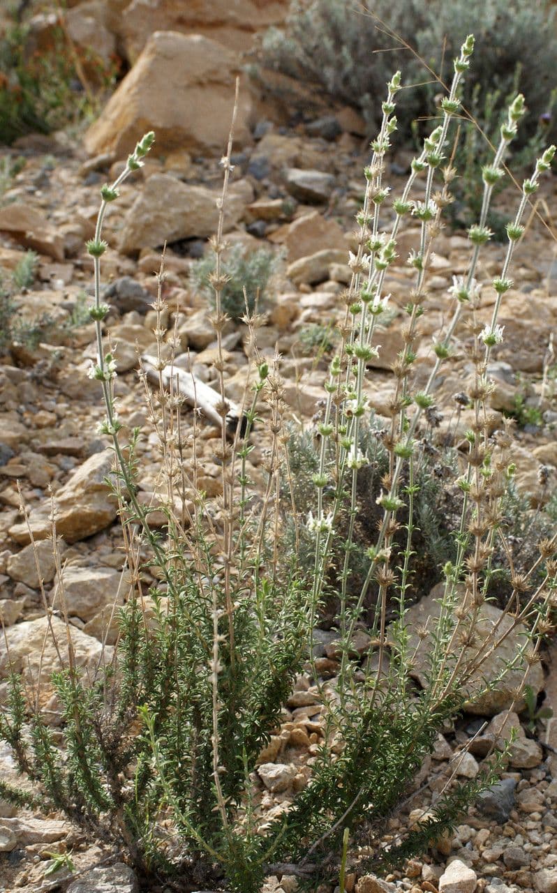 Sideritis hirsuta 12