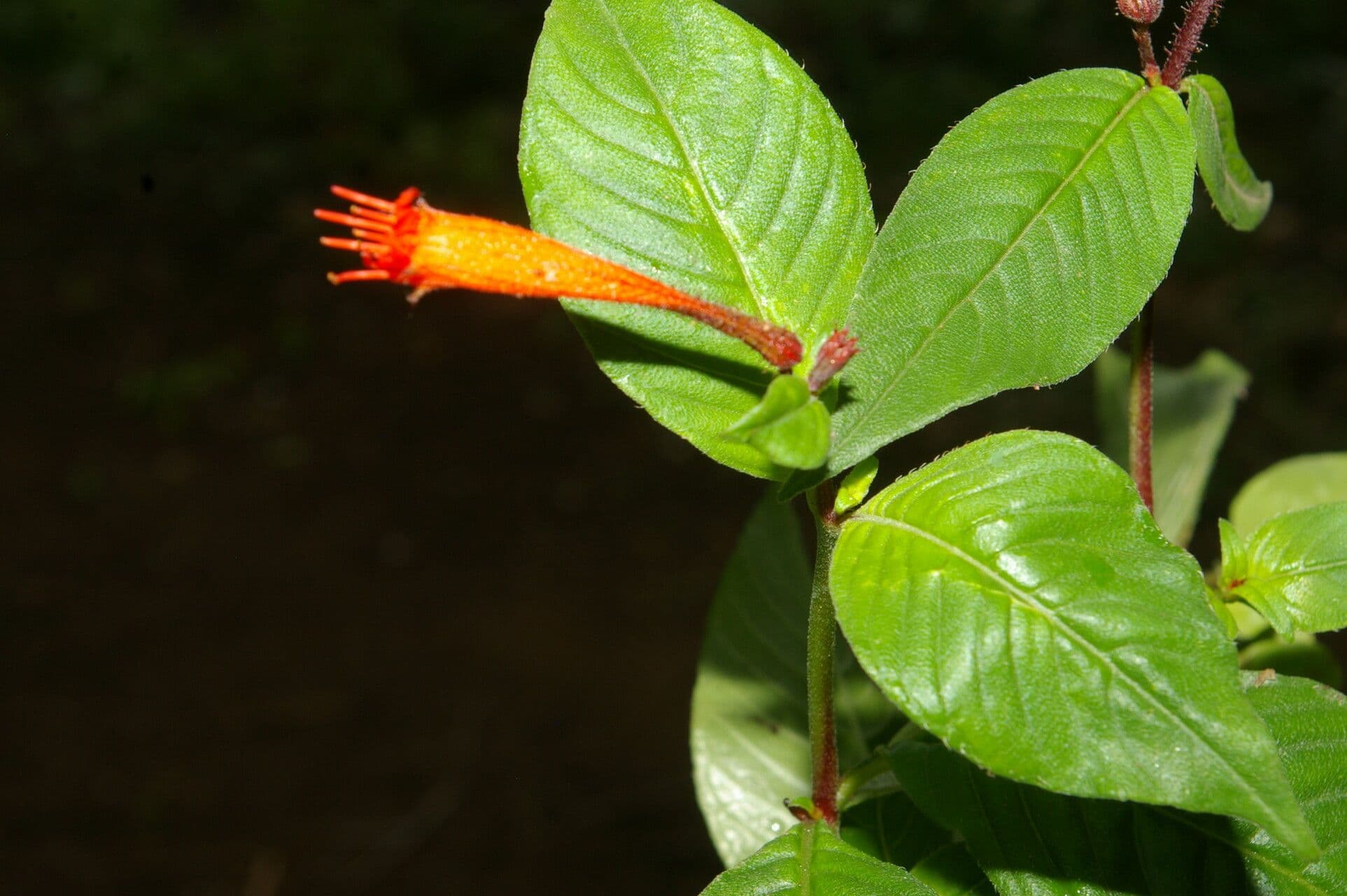 Cuphea appendiculata 2