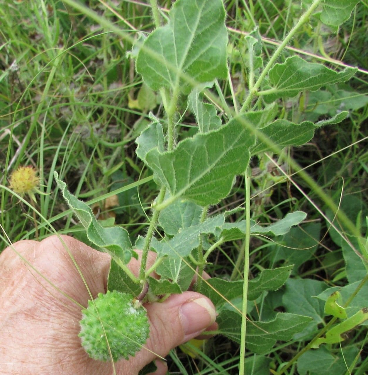Matelea biflora