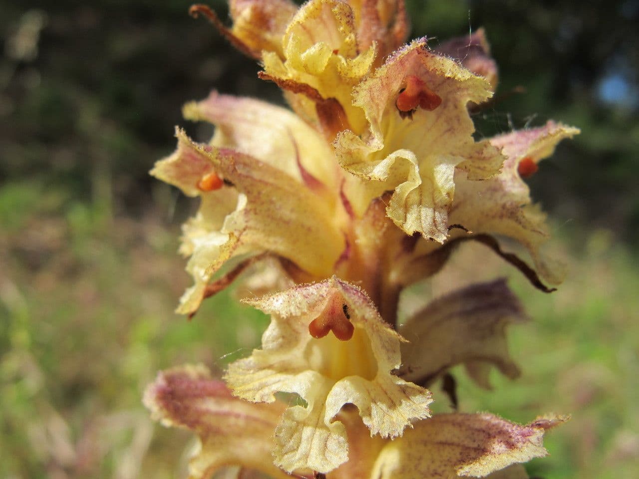 Orobanche 3