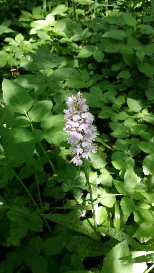 Orchidea macchiata 8