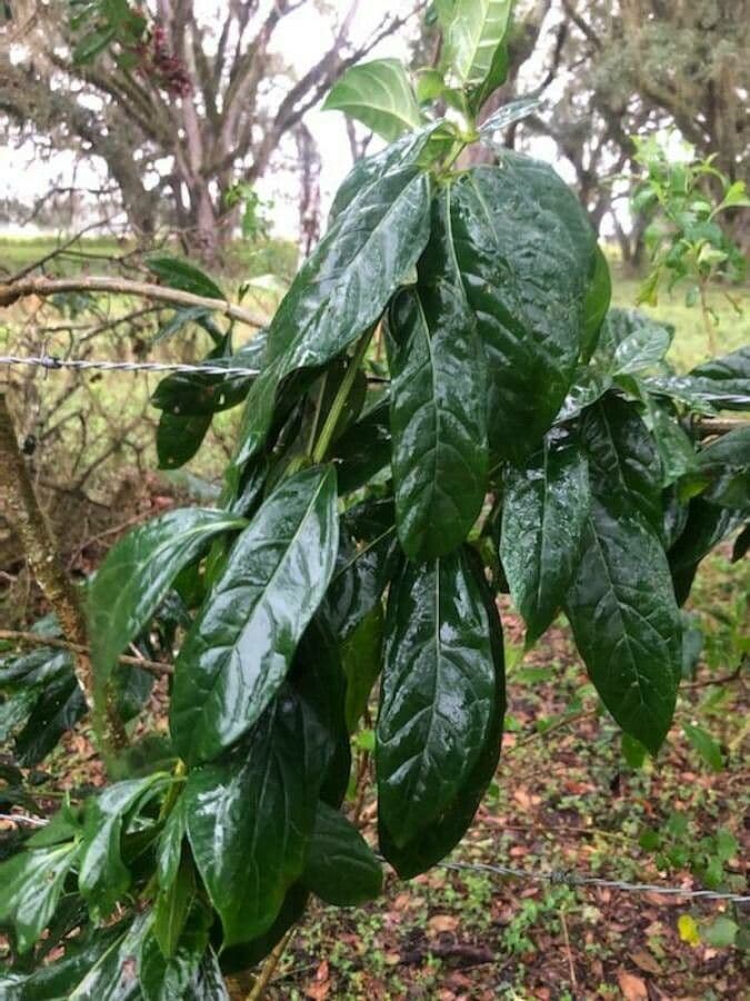 Clerodendrum indicum 17