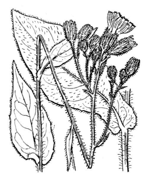 Jura-Habichtskraut 2