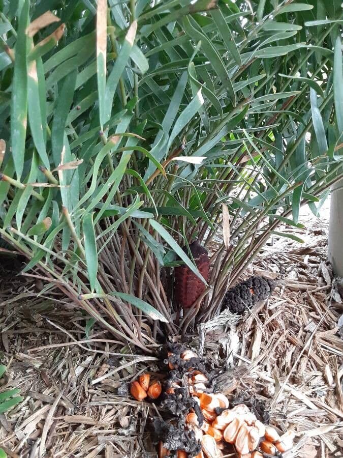 Zamia 4