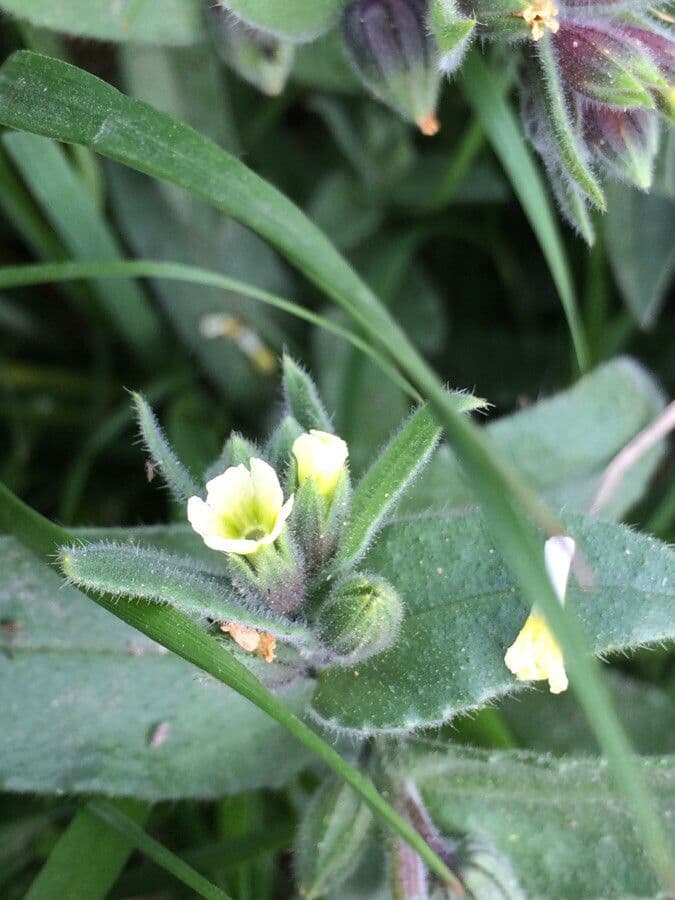 Nonea lutea 2