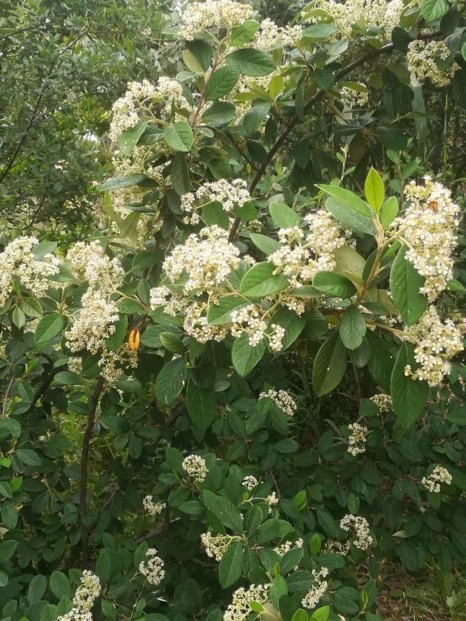 Cotoneaster 30