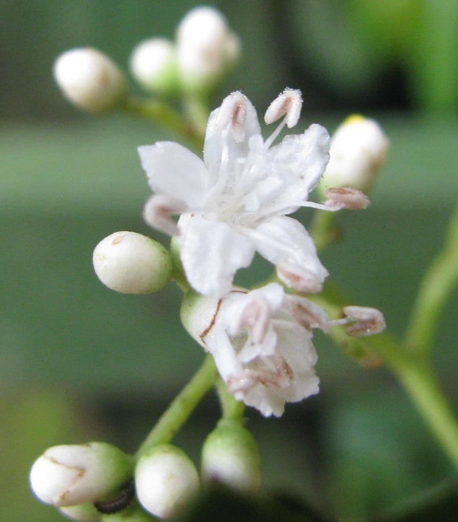 Cordia 4