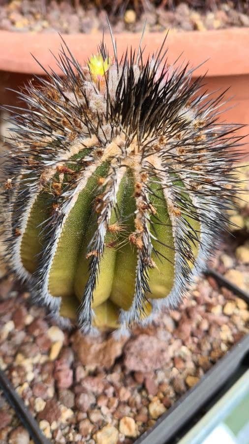 Uebelmannia
