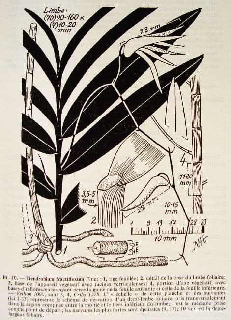 Dendrobium 15