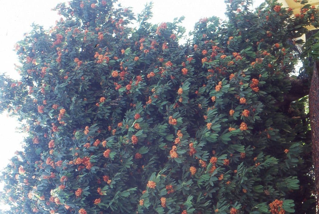 Saraca indica 13