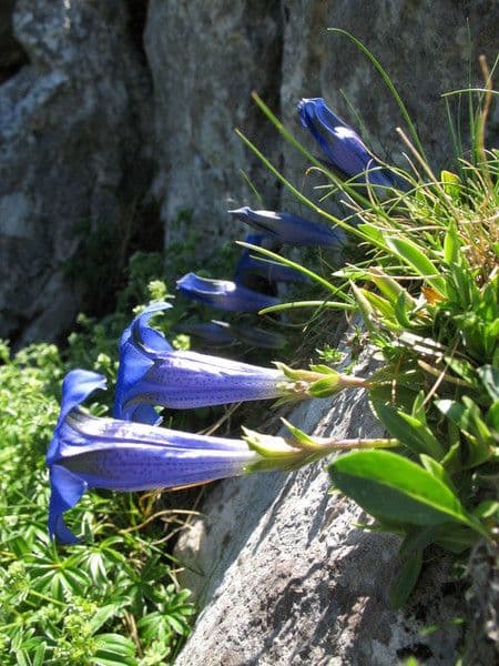Gentiana occidentalis 8