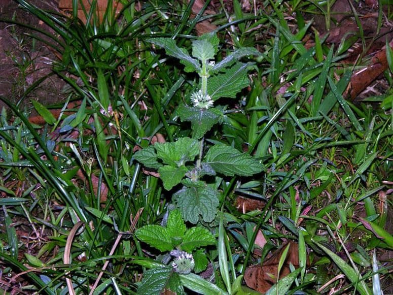 Hyptis capitata 12