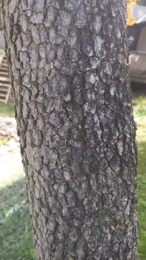 Wald-Geißblatt 21