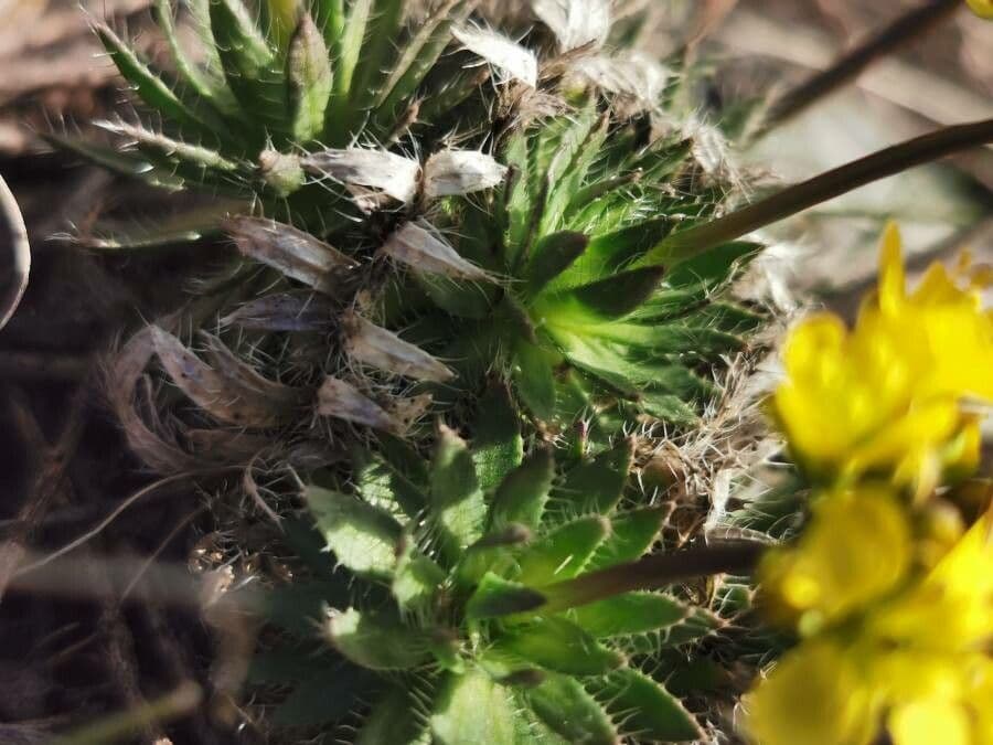 Draba aizoides 17