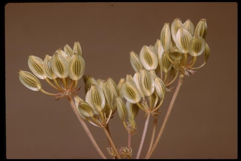 Lomatium