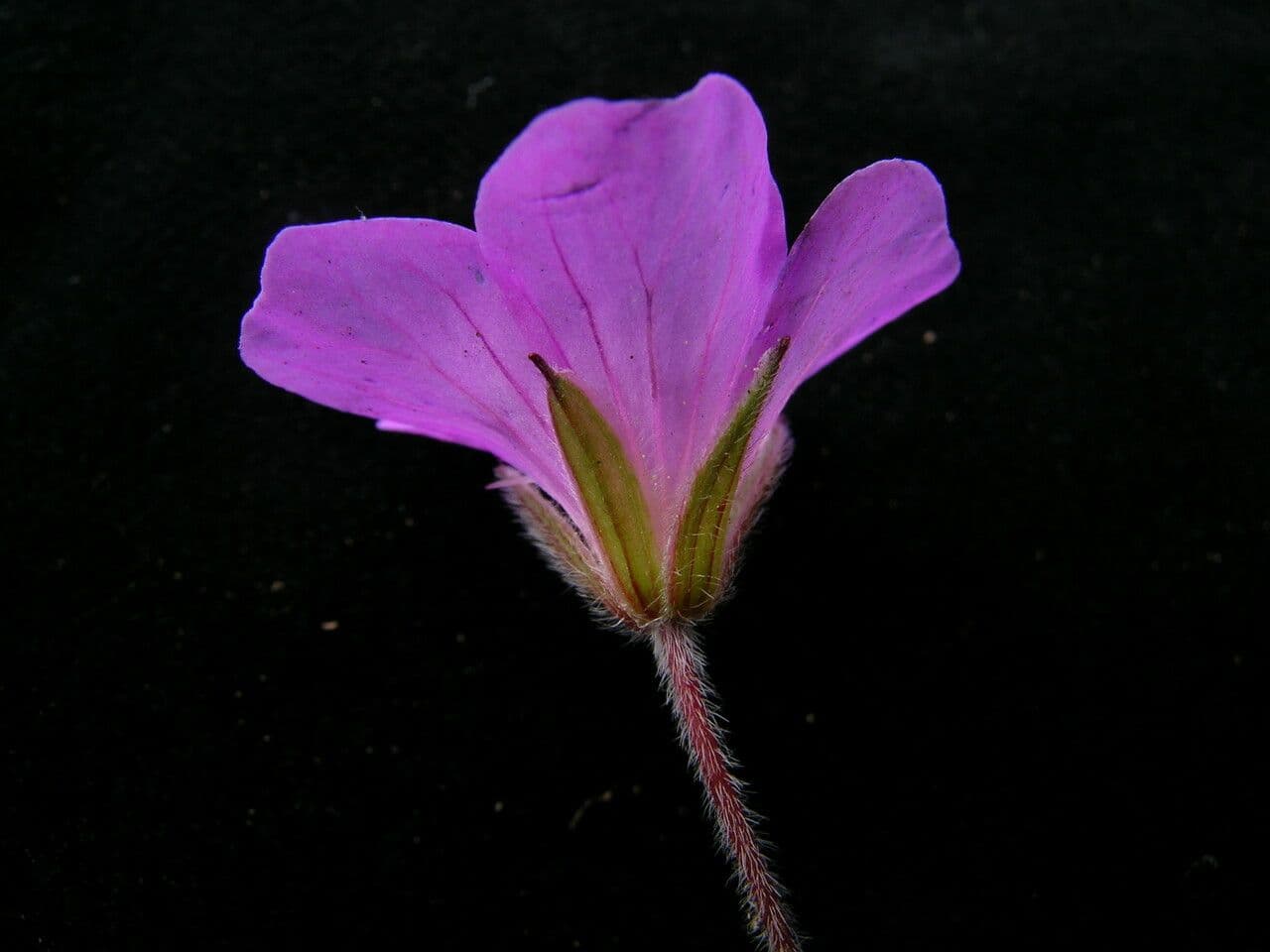 Geránium 5