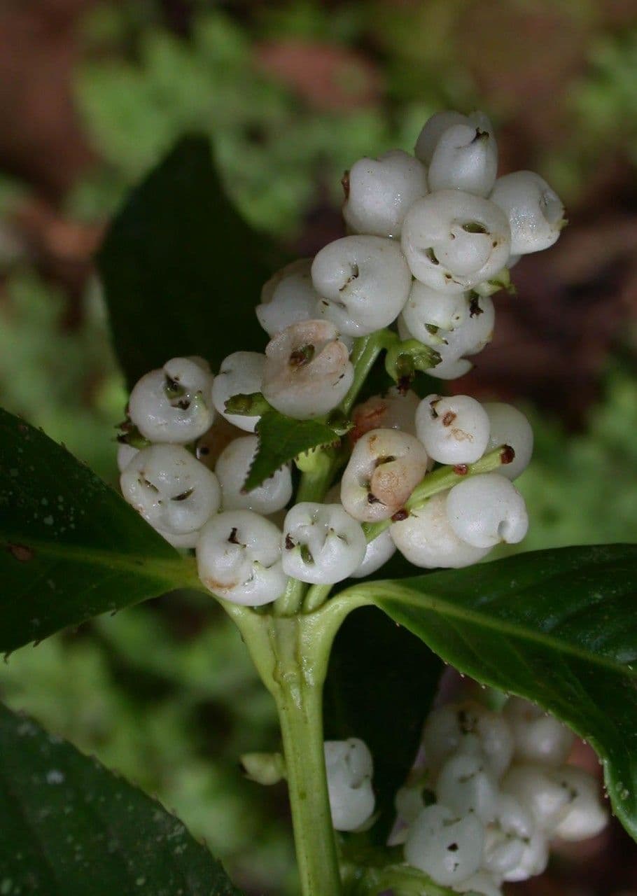 Hedyosmum 6