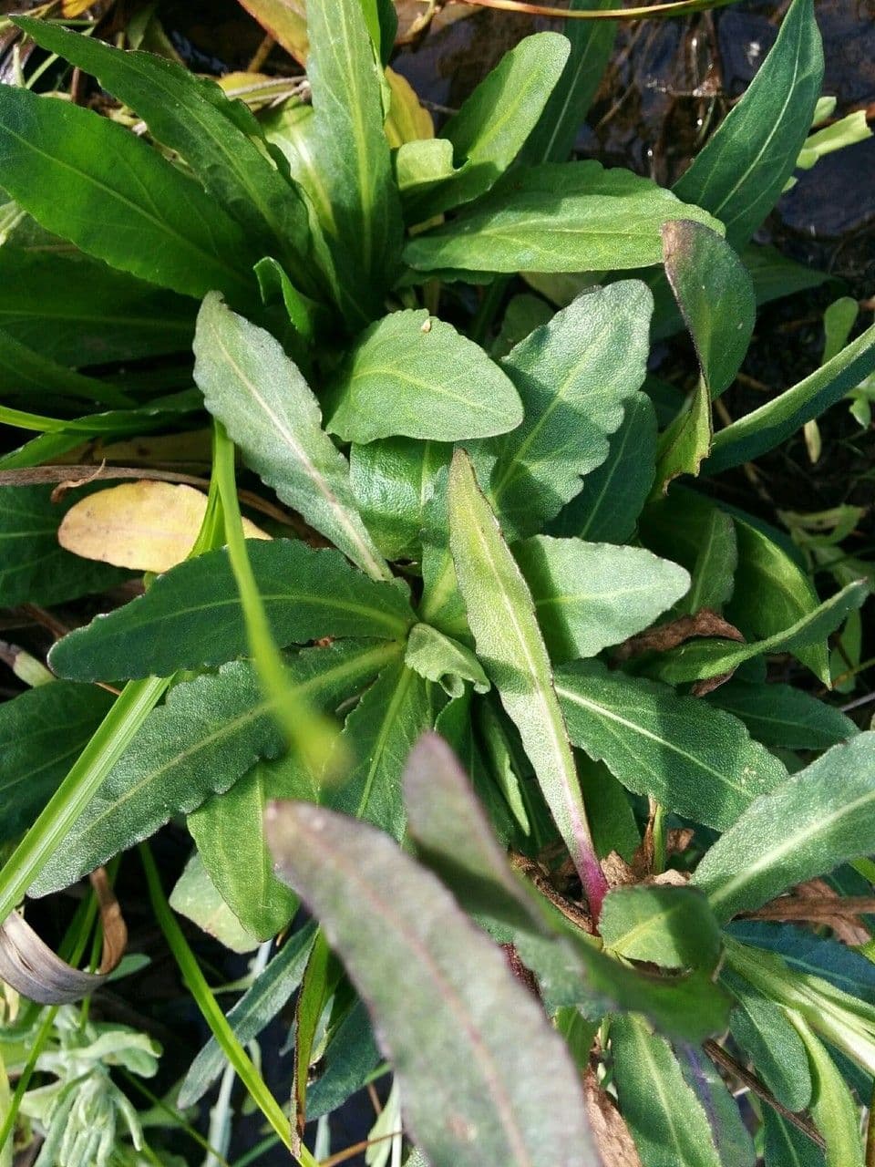 Helenium 12