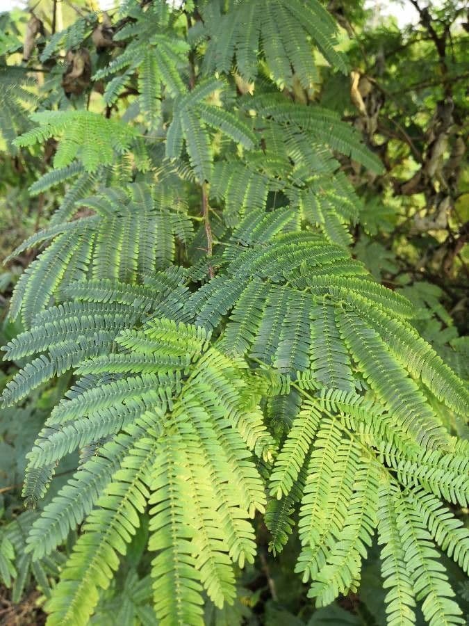 Mimosenbaum 4