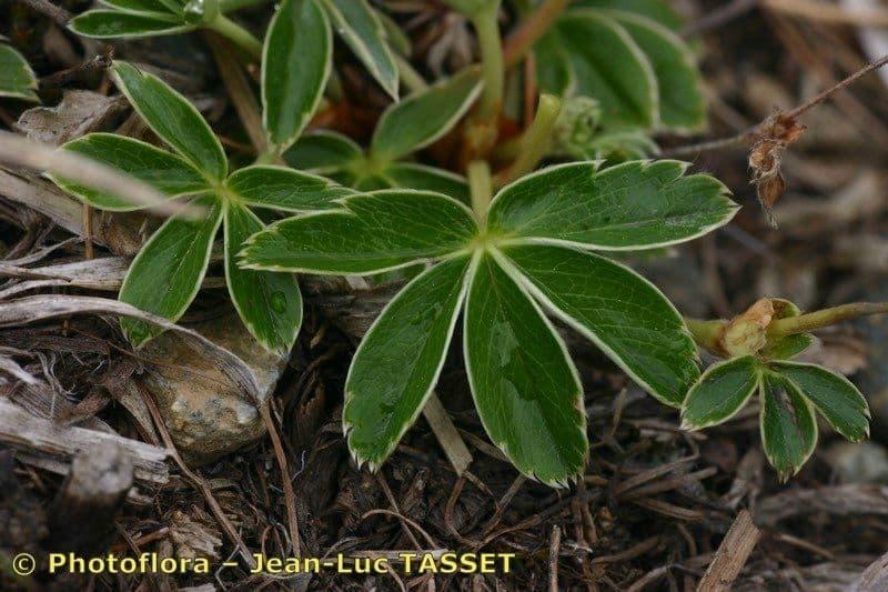 Alchemilla transiens 12