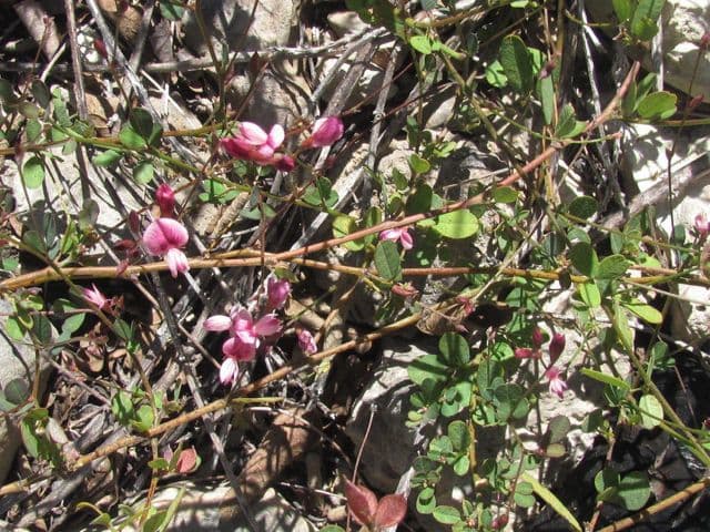 Lespedeza texana 2