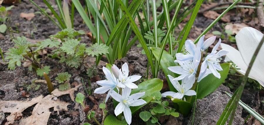 Scilla 5