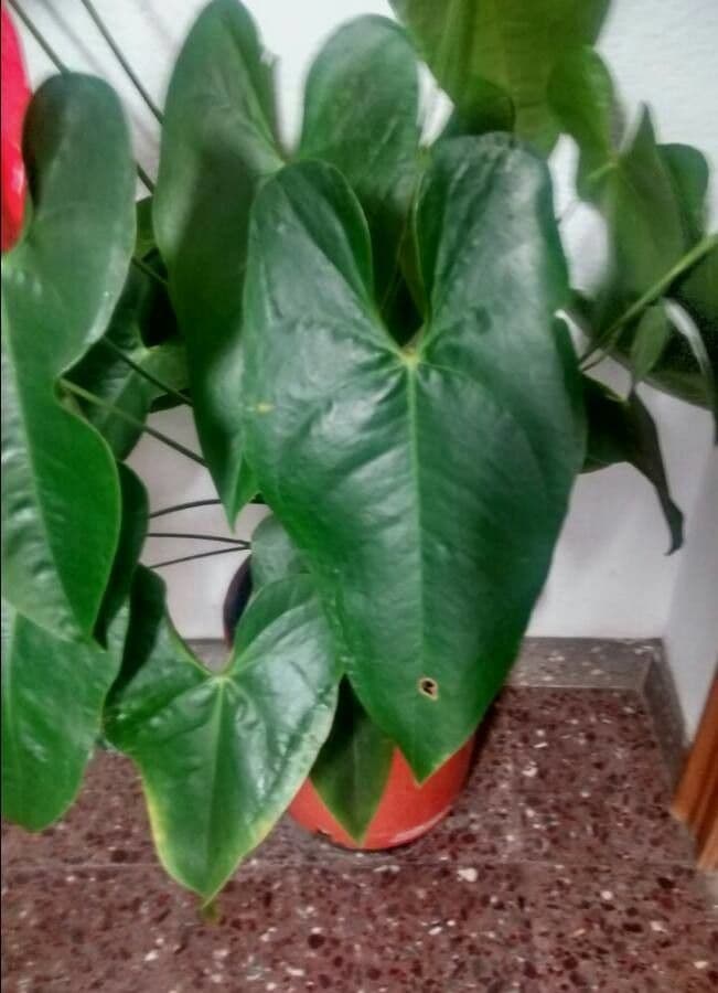 Antúria andreanum 20