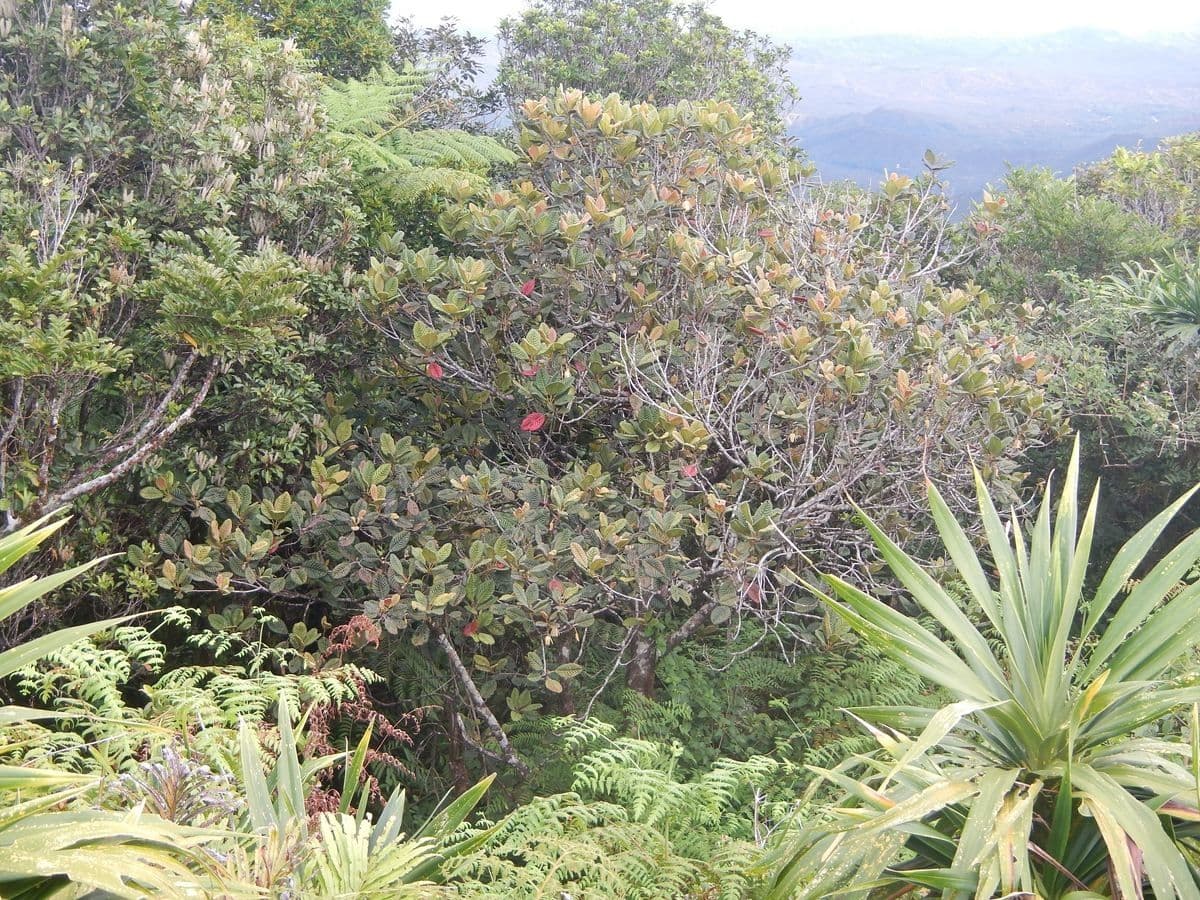 Elaeocarpus 12