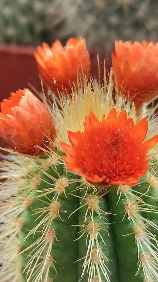 Pilosocereus