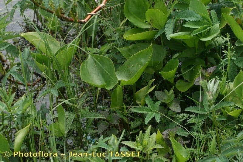 Calla di palude 28