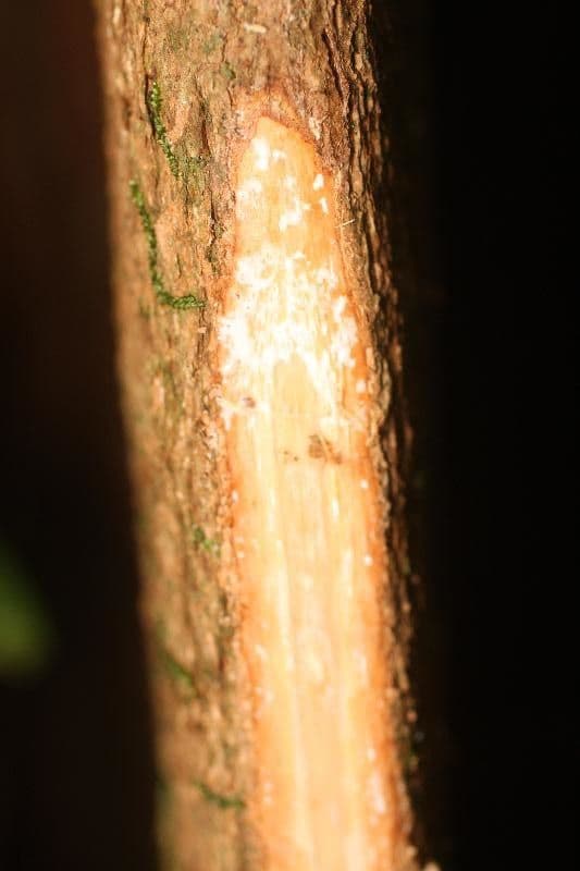 Chrysophyllum 7