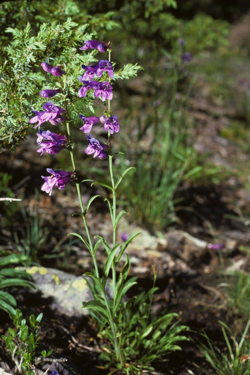 Penstemon liscio 2