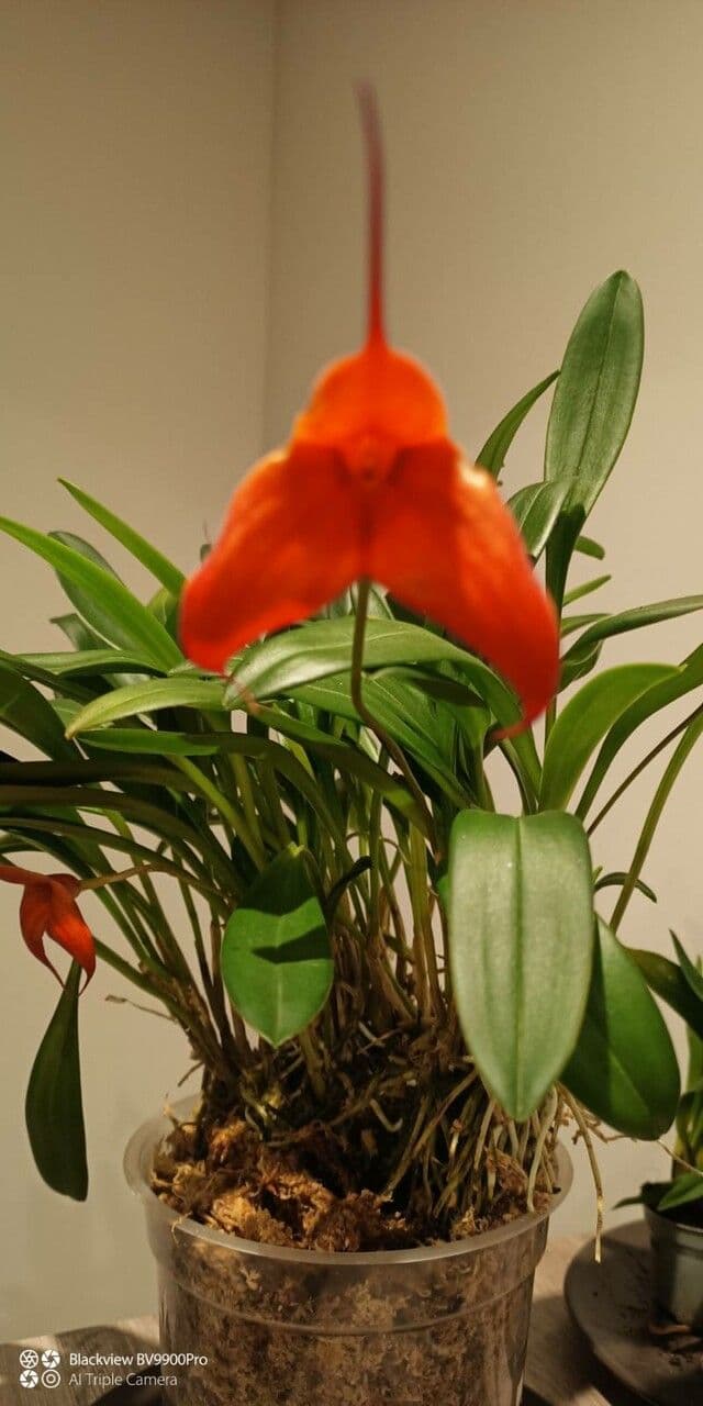 Masdevallia 2