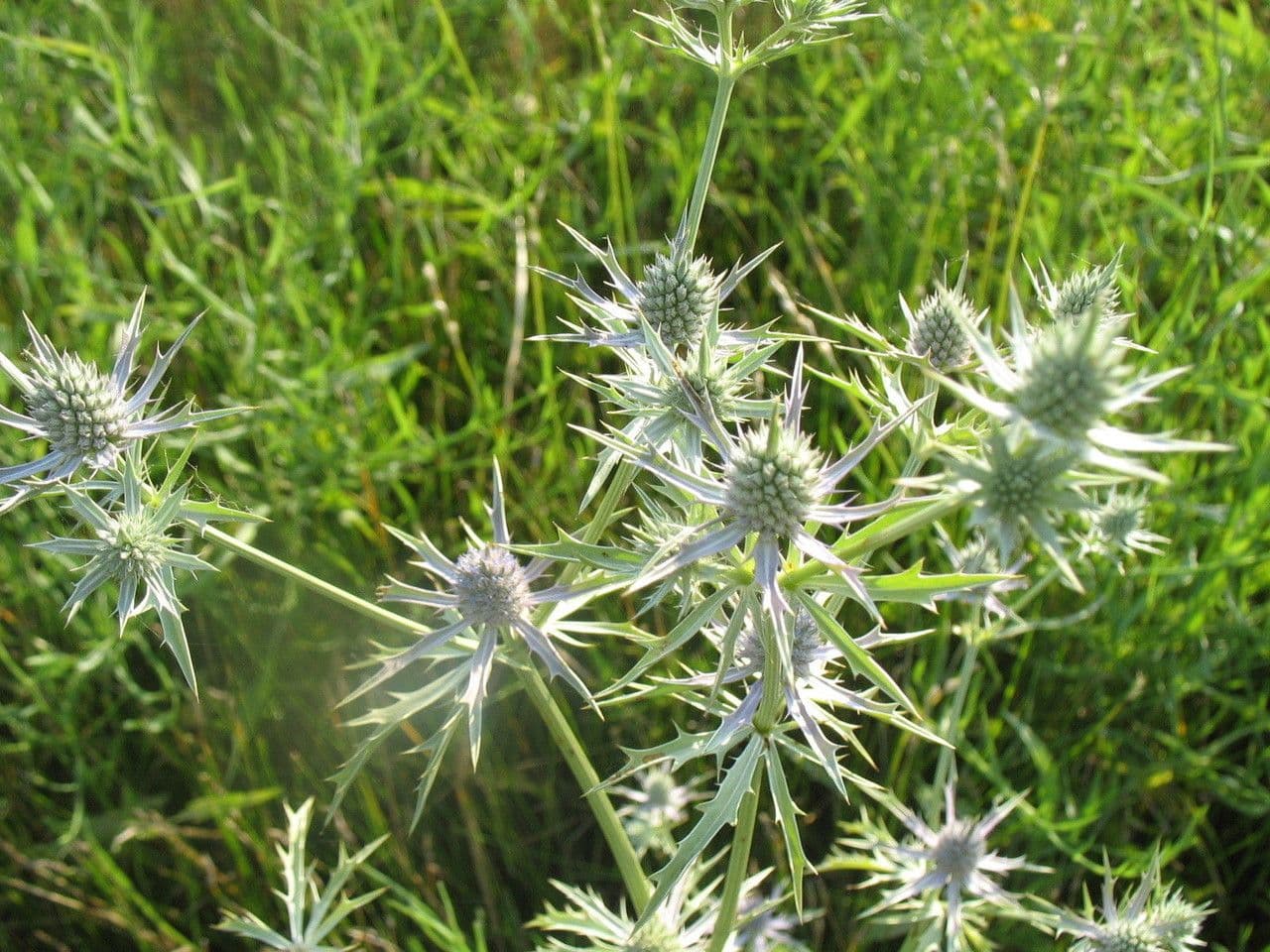 Panicaut 6